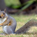 Jimmy, l'amico scoiattolo - Jimmy, my squirrel frind